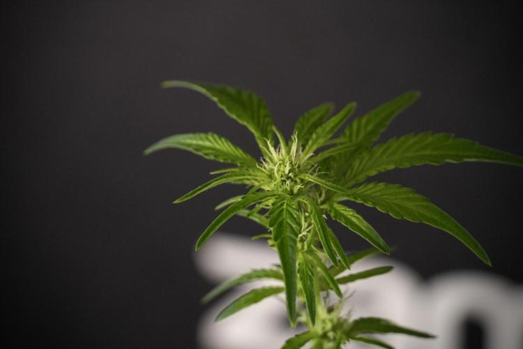 TicaL X Zamnesia-NectarDrip pack#268/750. Week 8 - Nectar Drip 12/12 from seed 