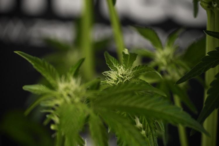 TicaL X Zamnesia-NectarDrip pack#268/750. Week 8 - Nectar Drip 12/12 from seed 