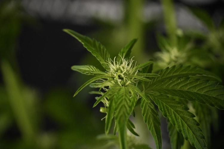 TicaL X Zamnesia-NectarDrip pack#268/750. Week 8 - Nectar Drip 12/12 from seed 