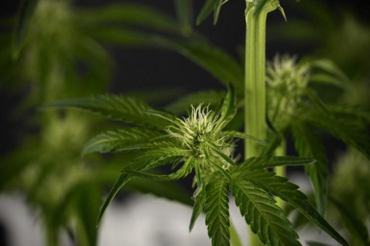 TicaL X Zamnesia-NectarDrip pack#268/750. Week 8 - Nectar Drip 12/12 from seed 