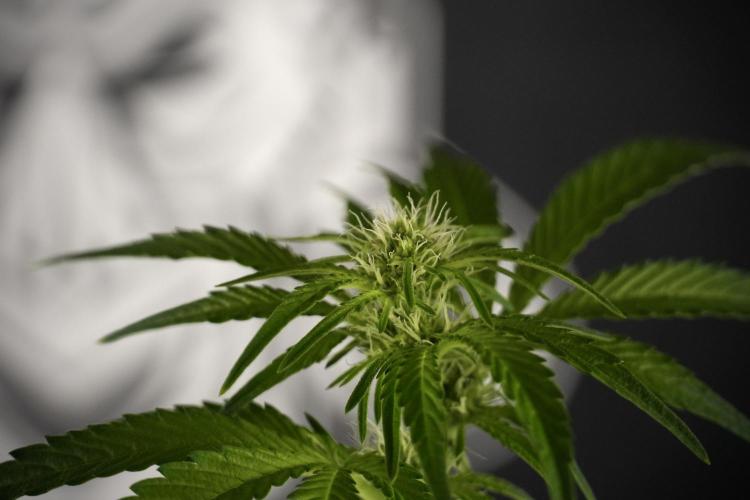 TicaL X Zamnesia-NectarDrip pack#268/750. Week 8 - Nectar Drip 12/12 from seed 