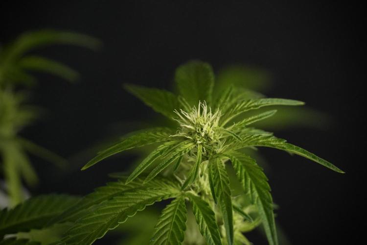 TicaL X Zamnesia-NectarDrip pack#268/750. Week 8 - Nectar Drip 12/12 from seed 