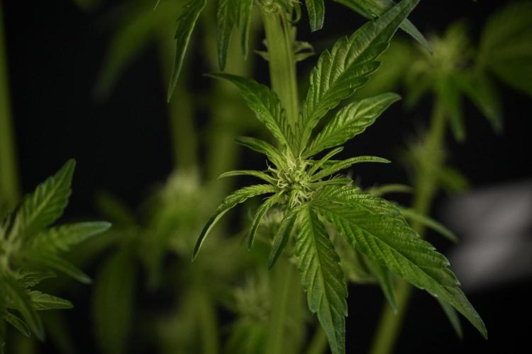 TicaL X Zamnesia-NectarDrip pack#268/750. Week 8 - Nectar Drip 12/12 from seed 