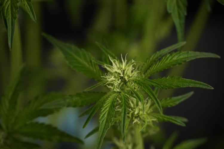 TicaL X Zamnesia-NectarDrip pack#268/750. Week 8 - Nectar Drip 12/12 from seed 