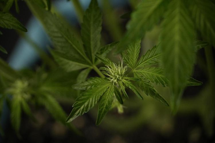 TicaL X Zamnesia-NectarDrip pack#268/750. Week 8 - Nectar Drip 12/12 from seed 