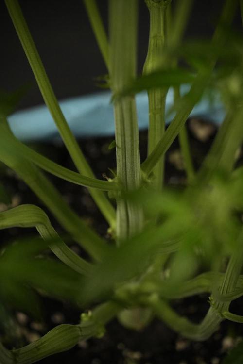 TicaL X Zamnesia-NectarDrip pack#268/750. Week 8 - Nectar Drip 12/12 from seed 