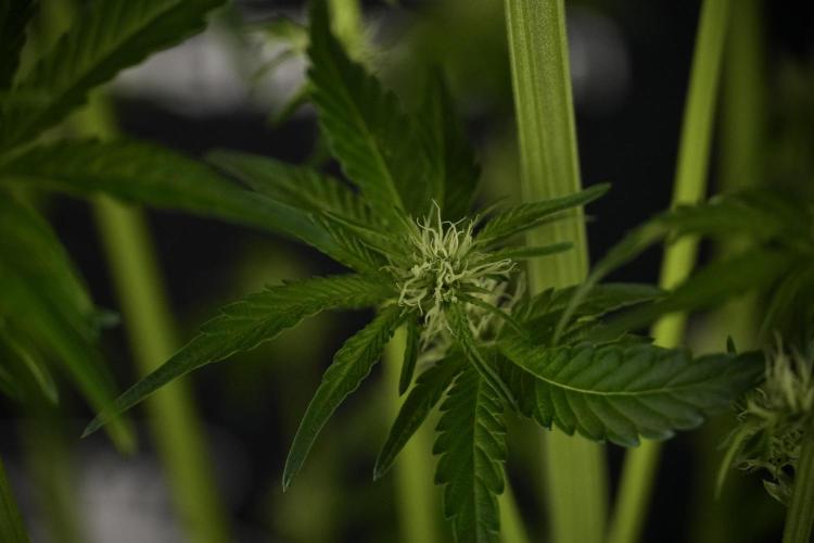 TicaL X Zamnesia-NectarDrip pack#268/750. Week 8 - Nectar Drip 12/12 from seed 