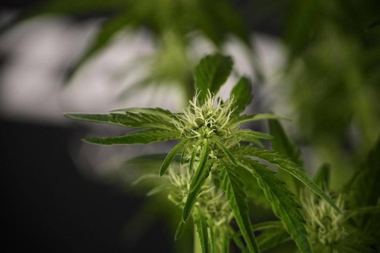 TicaL X Zamnesia-NectarDrip pack#268/750. Week 8 - Nectar Drip 12/12 from seed 