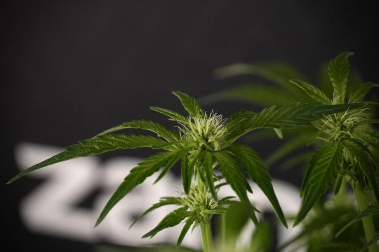 TicaL X Zamnesia-NectarDrip pack#268/750. Week 8 - Nectar Drip 12/12 from seed 