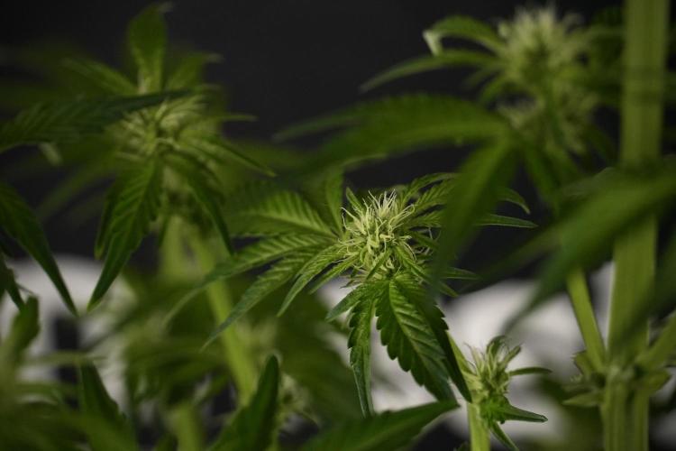 TicaL X Zamnesia-NectarDrip pack#268/750. Week 8 - Nectar Drip 12/12 from seed 