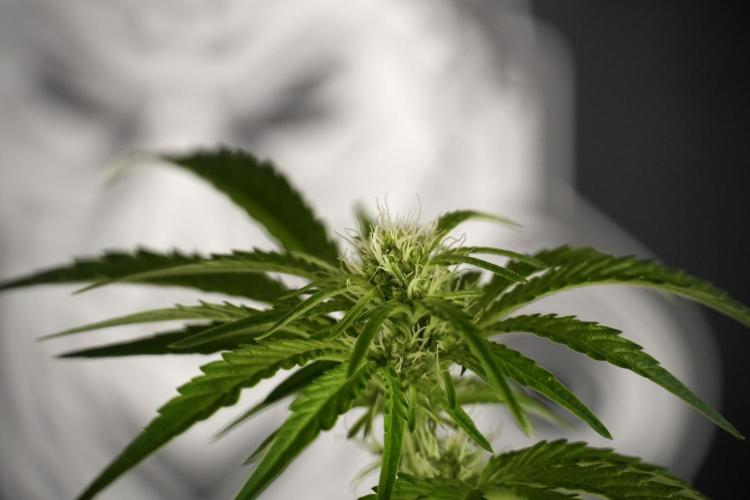 TicaL X Zamnesia-NectarDrip pack#268/750. Week 8 - Nectar Drip 12/12 from seed 