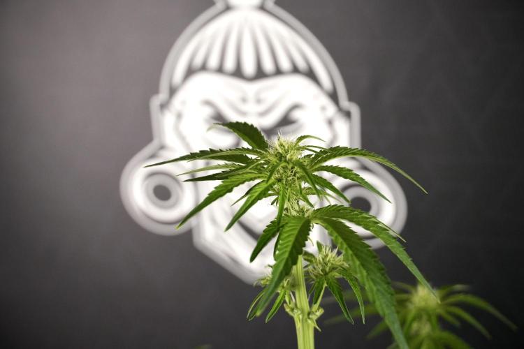 TicaL X Zamnesia-NectarDrip pack#268/750. Week 8 - Nectar Drip 12/12 from seed 