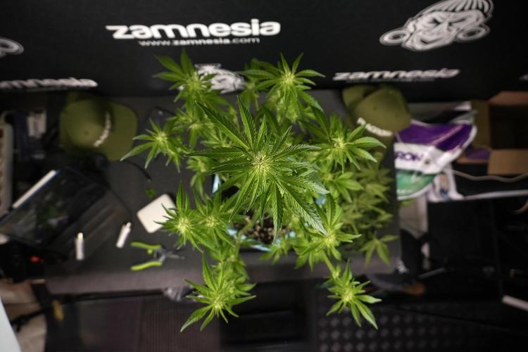 TicaL X Zamnesia-NectarDrip pack#268/750. Week 8 - Nectar Drip 12/12 from seed 