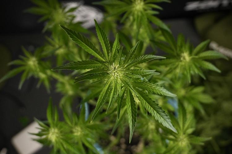 TicaL X Zamnesia-NectarDrip pack#268/750. Week 8 - Nectar Drip 12/12 from seed 