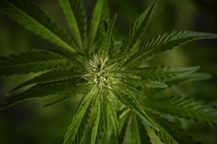 TicaL X Zamnesia-NectarDrip pack#268/750. Week 8 - Nectar Drip 12/12 from seed 