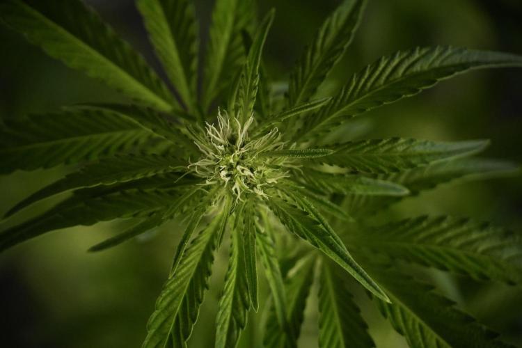 TicaL X Zamnesia-NectarDrip pack#268/750. Week 8 - Nectar Drip 12/12 from seed 