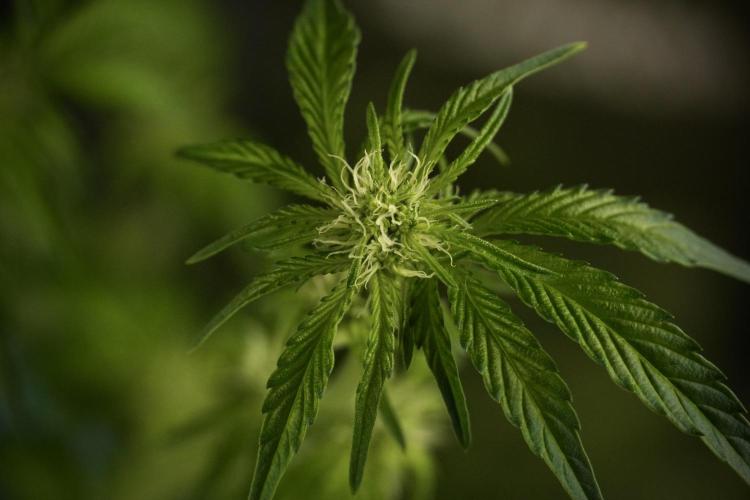 TicaL X Zamnesia-NectarDrip pack#268/750. Week 8 - Nectar Drip 12/12 from seed 