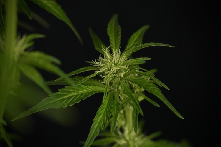 TicaL X Zamnesia-NectarDrip pack#268/750. Week 8 - Nectar Drip 12/12 from seed 