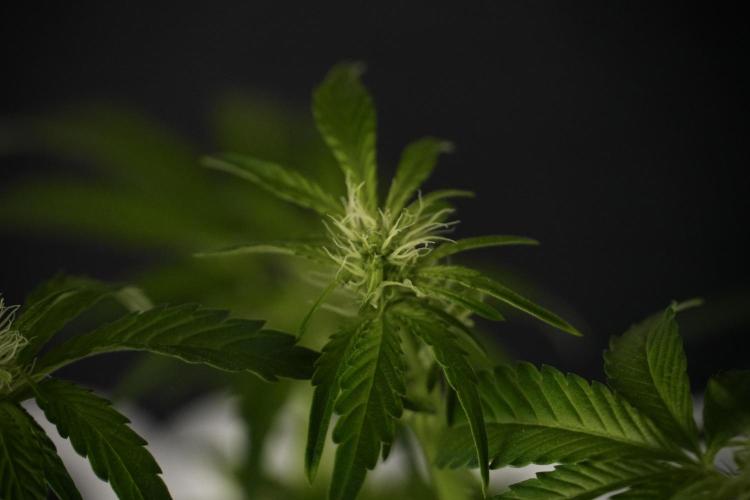 TicaL X Zamnesia-NectarDrip pack#268/750. Week 8 - Nectar Drip 12/12 from seed 