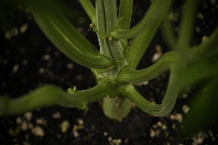 TicaL X Zamnesia-NectarDrip pack#268/750. Week 8 - Nectar Drip 12/12 from seed 