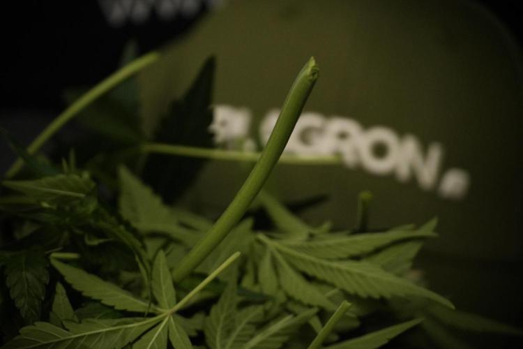 TicaL X Zamnesia-NectarDrip pack#268/750. Week 8 - Nectar Drip 12/12 from seed 