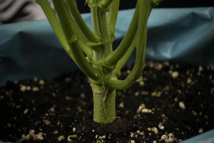 TicaL X Zamnesia-NectarDrip pack#268/750. Week 8 - Nectar Drip 12/12 from seed 