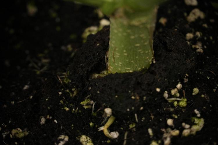 TicaL X Zamnesia-NectarDrip pack#268/750. Week 8 - Nectar Drip 12/12 from seed 