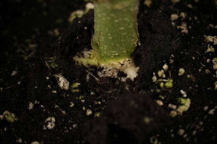 TicaL X Zamnesia-NectarDrip pack#268/750. Week 8 - Nectar Drip 12/12 from seed 