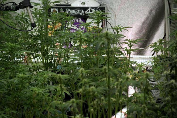 TicaL X Zamnesia-NectarDrip pack#268/750. Week 8 - room and vibes 