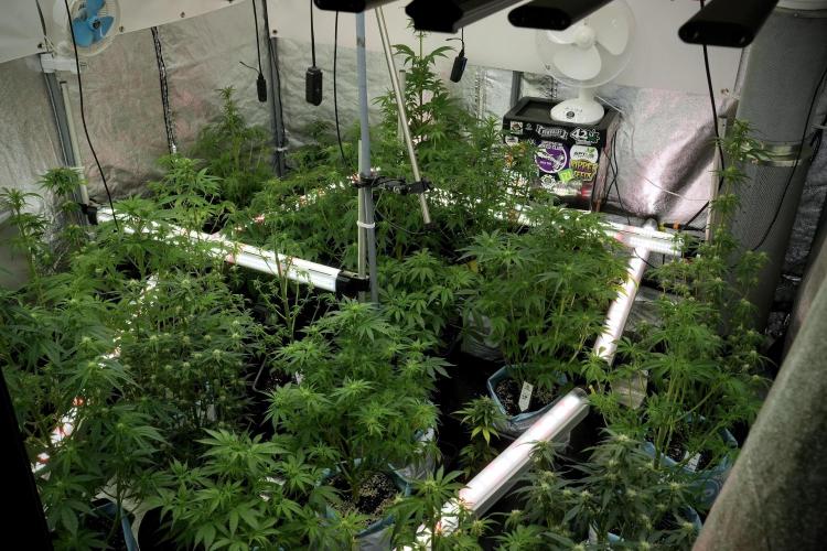 TicaL X Zamnesia-NectarDrip pack#268/750. Week 8 - room and vibes 