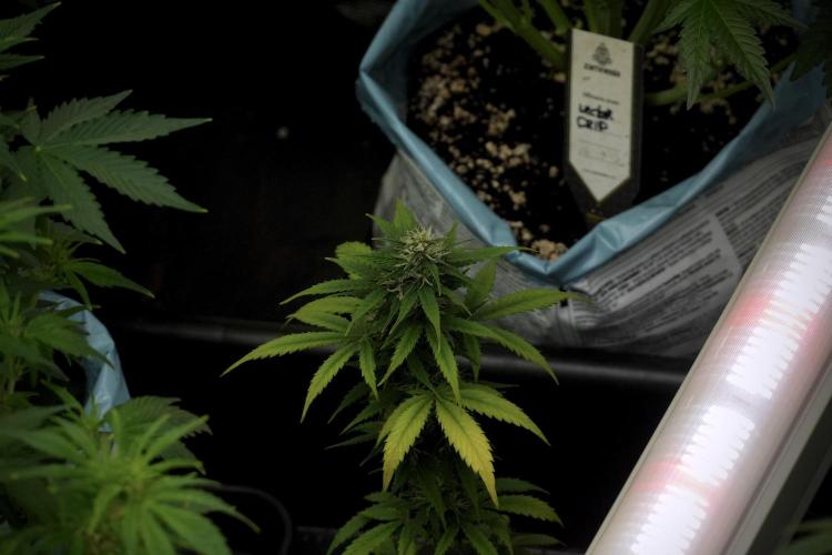 TicaL X Zamnesia-NectarDrip pack#268/750. Week 8 - room and vibes 