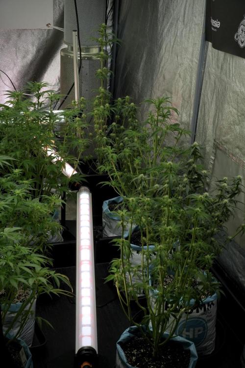 TicaL X Zamnesia-NectarDrip pack#268/750. Week 8 - room and vibes 