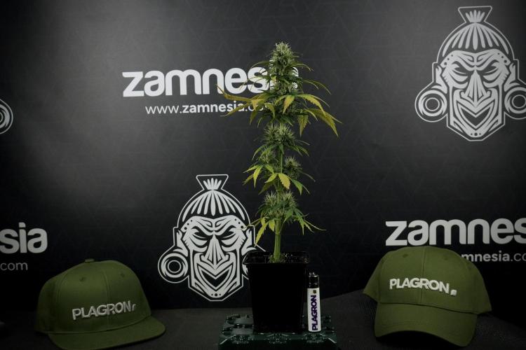 TicaL X Zamnesia-NectarDrip pack#268/750. Week 8 - Side Project 