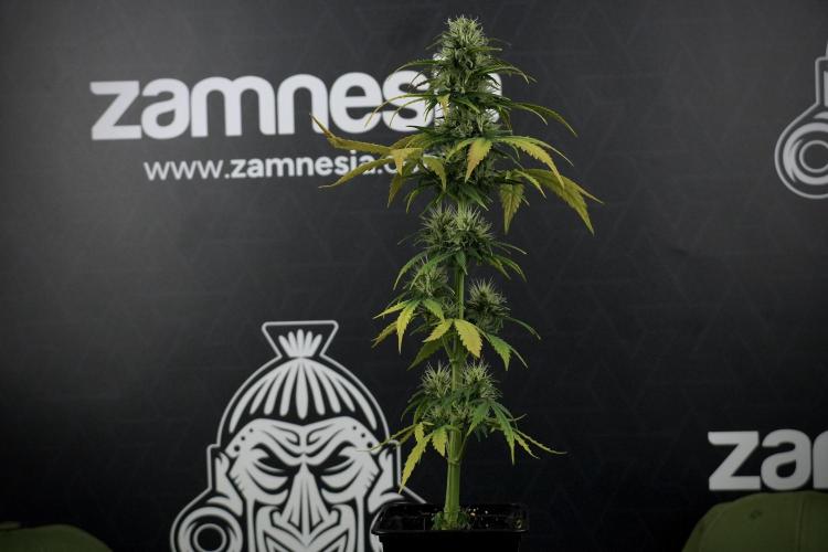 TicaL X Zamnesia-NectarDrip pack#268/750. Week 8 - Side Project 