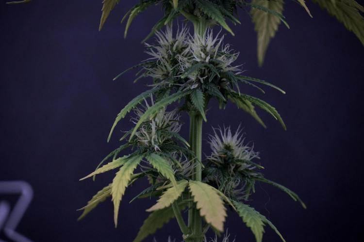 TicaL X Zamnesia-NectarDrip pack#268/750. Week 8 - Side Project 