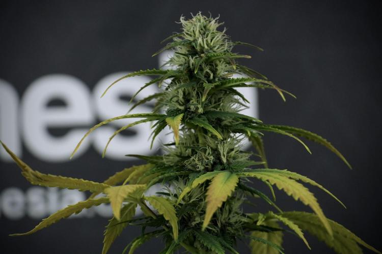 TicaL X Zamnesia-NectarDrip pack#268/750. Week 8 - Side Project 