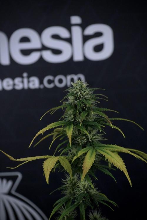 TicaL X Zamnesia-NectarDrip pack#268/750. Week 8 - Side Project 