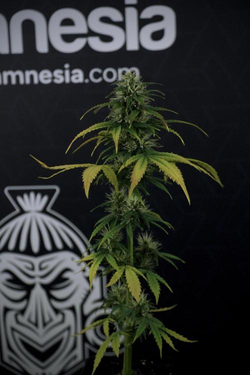 TicaL X Zamnesia-NectarDrip pack#268/750. Week 8 - Side Project 