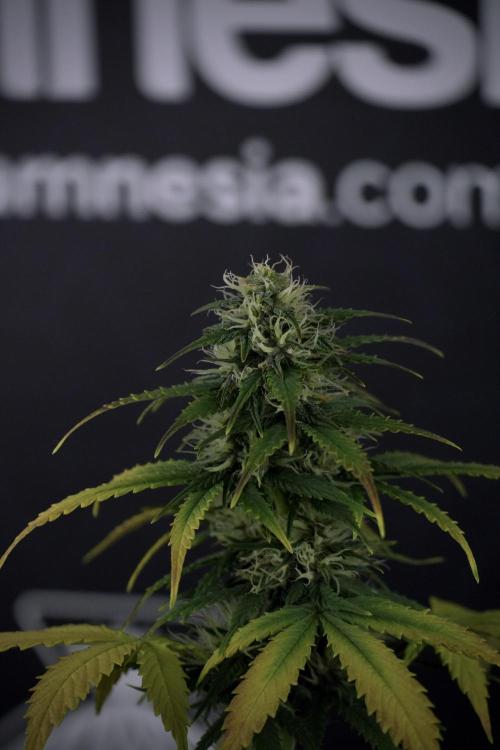 TicaL X Zamnesia-NectarDrip pack#268/750. Week 8 - Side Project 