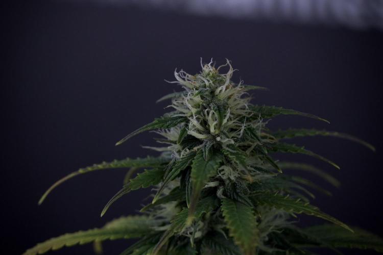 TicaL X Zamnesia-NectarDrip pack#268/750. Week 8 - Side Project 