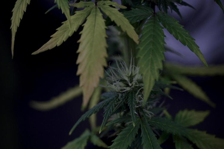 TicaL X Zamnesia-NectarDrip pack#268/750. Week 8 - Side Project 