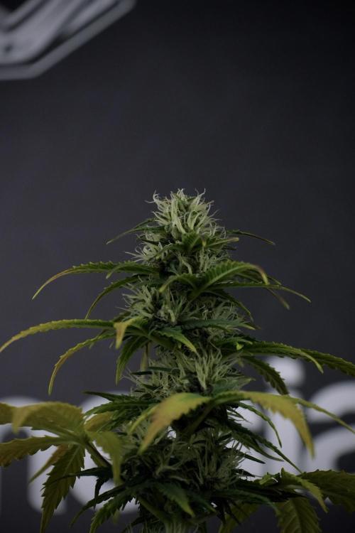 TicaL X Zamnesia-NectarDrip pack#268/750. Week 8 - Side Project 