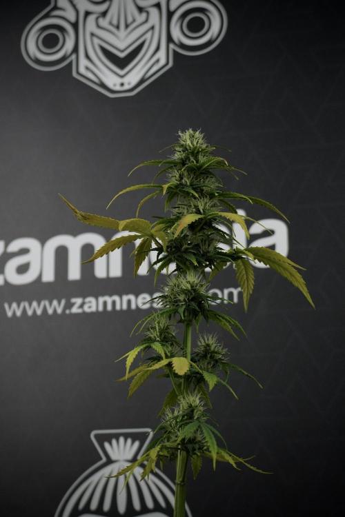 TicaL X Zamnesia-NectarDrip pack#268/750. Week 8 - Side Project 