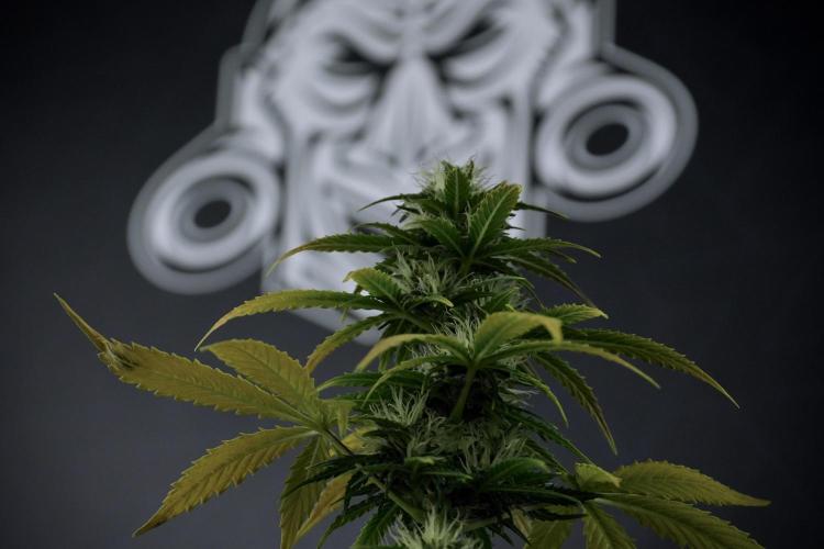 TicaL X Zamnesia-NectarDrip pack#268/750. Week 8 - Side Project 