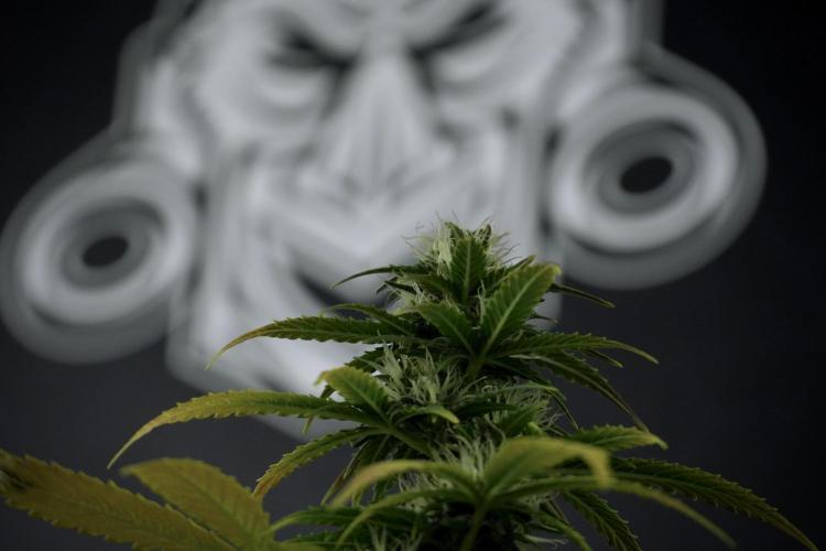 TicaL X Zamnesia-NectarDrip pack#268/750. Week 8 - Side Project 