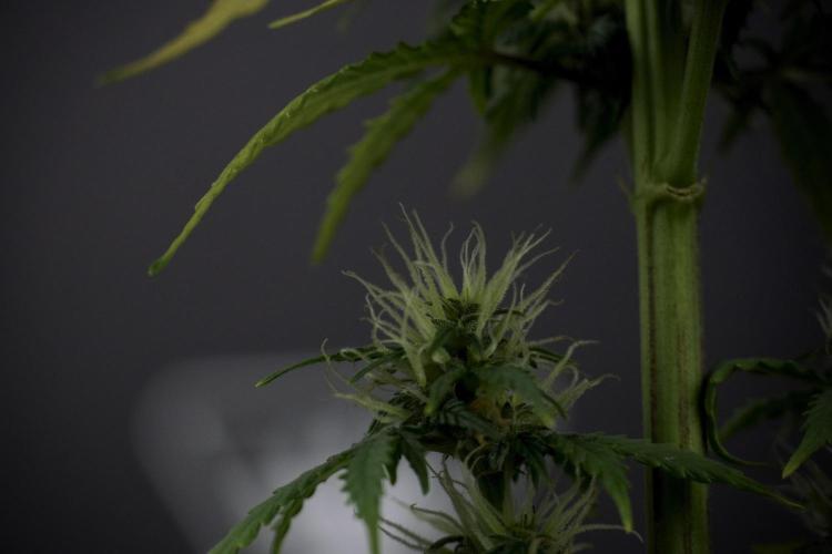 TicaL X Zamnesia-NectarDrip pack#268/750. Week 8 - Side Project 