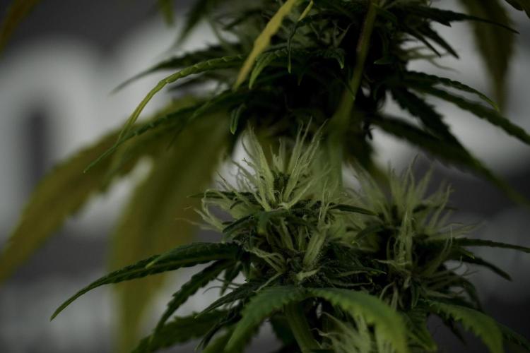 TicaL X Zamnesia-NectarDrip pack#268/750. Week 8 - Side Project 