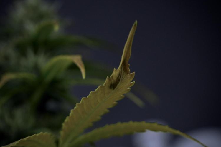 TicaL X Zamnesia-NectarDrip pack#268/750. Week 8 - Side Project 