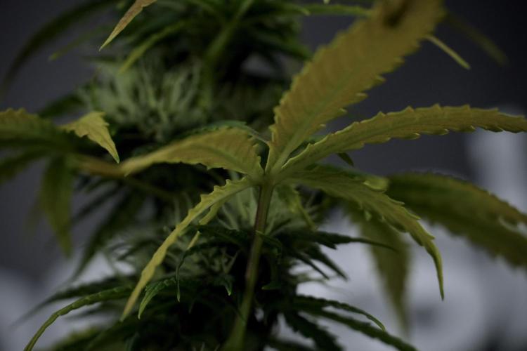 TicaL X Zamnesia-NectarDrip pack#268/750. Week 8 - Side Project 