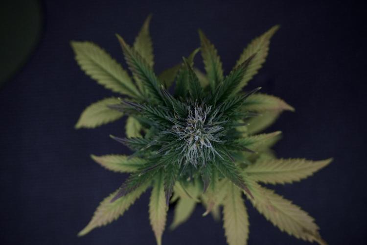 TicaL X Zamnesia-NectarDrip pack#268/750. Week 8 - Side Project 